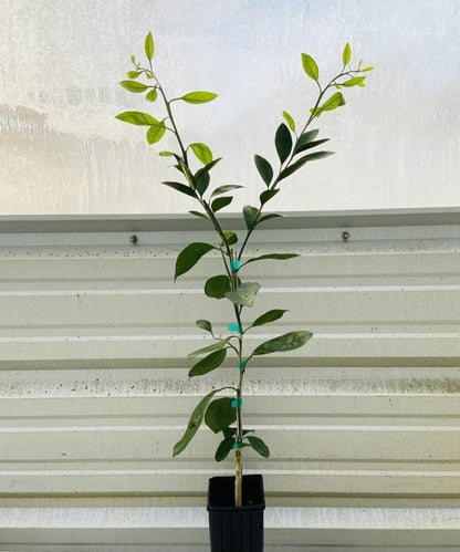 Live Plant - Clementine/Algerian Mandarin Tree - Semi-Dwarf - 24-36" Tall - Live Citrus Plant