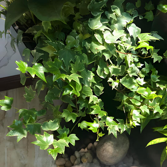 Green English Ivy Live Plants in 4 Inch Pot | Hardy Variegated English Ivy Live Plant for Home & Office Greenery | Low-Maintenance Glacier Ivy Houseplant for Desks, Windowsills & Hanging Displays