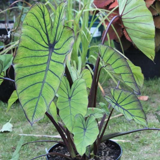 Van Zyverden Elephant Ears Royal Hawaiian Blue Hawaii 1 Bulb