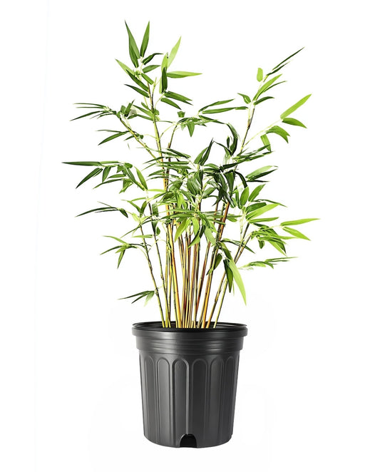 Bamboo Green Hedge | 1 Large Trade Gallon Size Plant | Bambusa multiplex | Upright Clumping Bamboo | Fast Growing Privacy Hedge Windbreak Gardens Borders Beds Walkways Decorative Accent Outdoor Zone