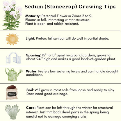 Clovers Garden Sedum Autumn Joy Plants – Two (2) Live Plants – Non-GMO - Not Seeds - Each 4" to 8" Tall – in 4" Inch Pots – Perennial, Pollinator Friendly