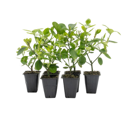 6 Live Manhattan Euonymus Plants (Euonymus Kiautschovicus ‘Manhattan’) – Evergreen Shrub for Hedges, Thriving in 2.5” Nursery Cubes
