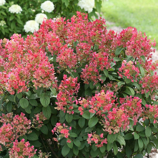 Live Plant - 2 Little Quick Fire Panicle Hydrangea Petite Dwarf Shrubs, 6-12" Tall, Quart Pot