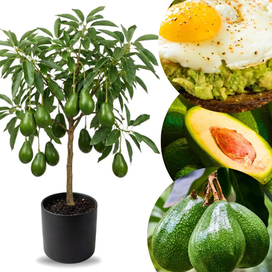 3 Gallon Big Avocado Tree Live Plant, 1-2 Ft Well Rooted, Ready to Bear Fruit, 2 Years Old Live Avocado Tree Plant Grafted (HASS)