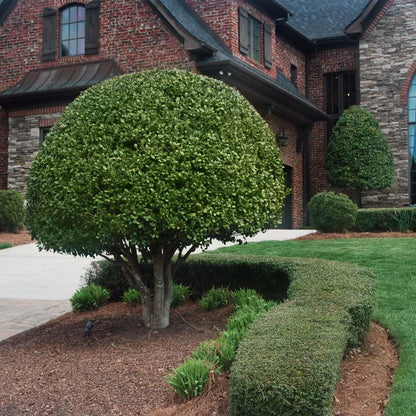 Brighter Blooms - Nellie Stevens Holly Shrub, 1 Gallon - No Shipping to AK, AZ, HI, OR