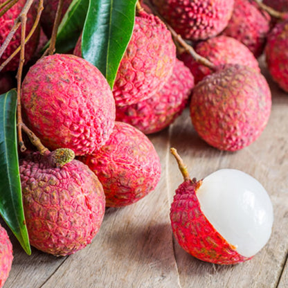 Lychee Fruit Tree Plant, Half Gallon Pot, Lychee Plant Live Sweet Fruit Plant, 10 to 11 Inc Tall
