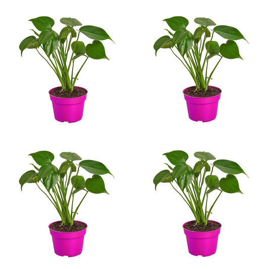 4 Pack Philodendron Monstera Split-Leaf in 4in Pot - Live Plants Tropical Houseplants | Variegated | USA Growers | The Snobby Leaf