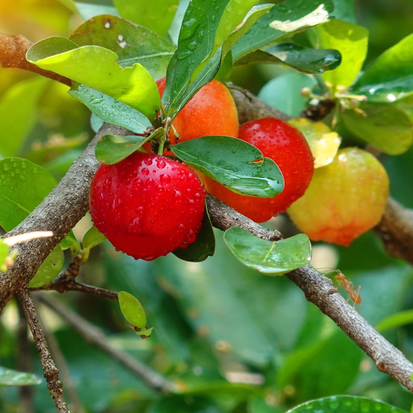Acerola Barbados Cherry Tree Live Plant, 4-8 Inch Height, Live Barbados Cherry Plant Live to Grow Your Garden, No Pot