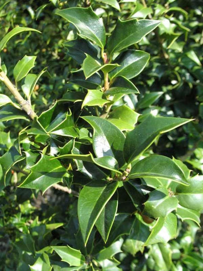 Live Plant - Dragon Lady Holly Shrub/Bush/Tree – 6-12" Tall Seedling – Live Plant - 3" Pot