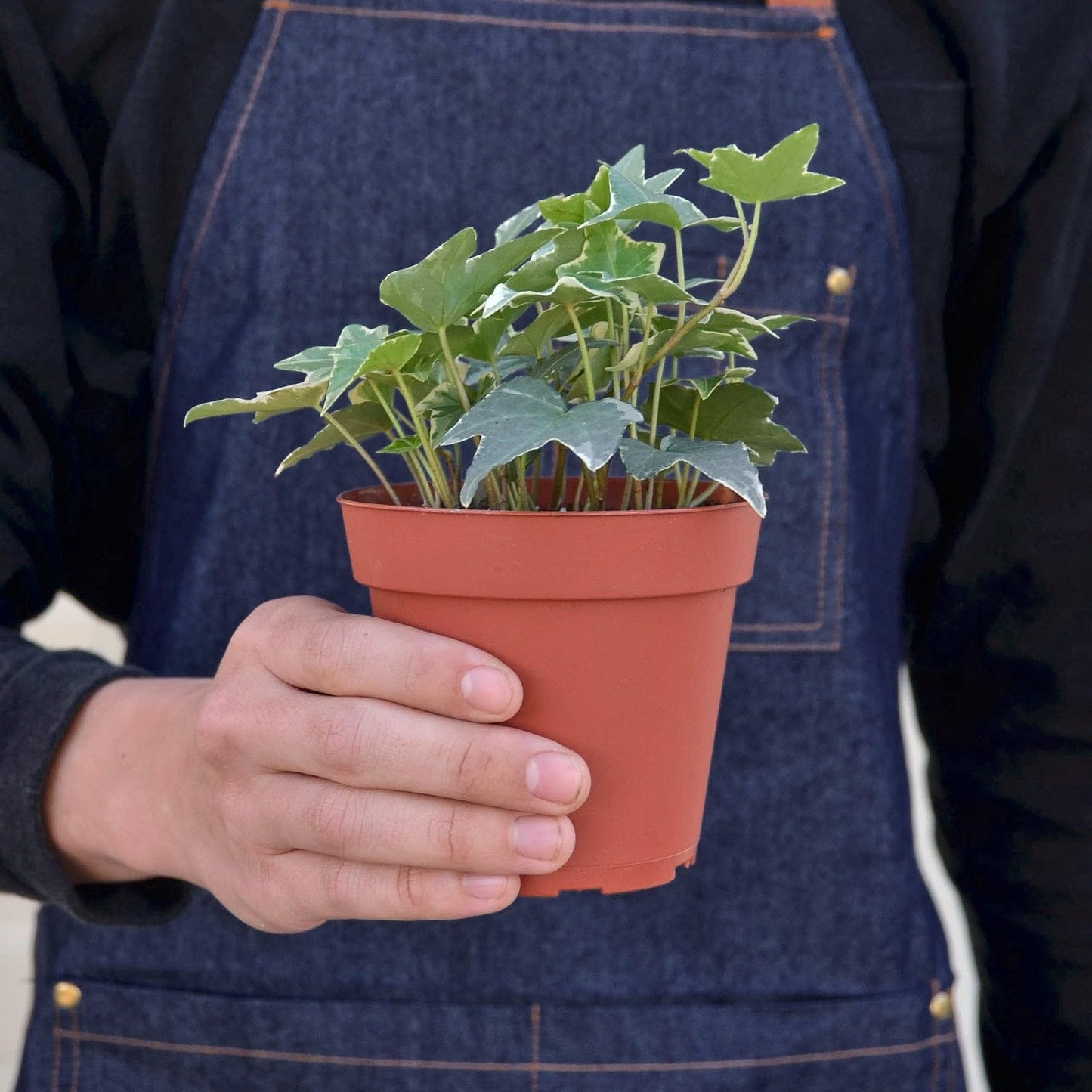English Ivy Glacier | Live Plant for Indoor & Outdoor | for Living Room, Office, Bathroom | (3" Pot)