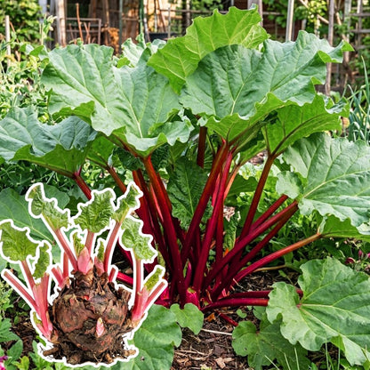 5 Rhubarb Roots for Planting, Crown Rhubarb Rhizomes Perennial Vegetable Plants, Cold Hardy Garden for Outdoor Growing