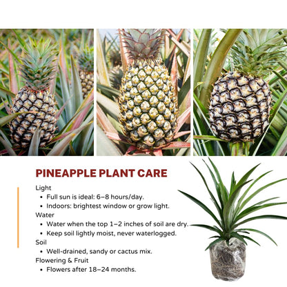 1 White Jade Pineapple Plant Live for Planting, Sweet Pineapple Fruit Tree Live Plant 5 to 8 Inch Tall, Pineapple Starter Plants