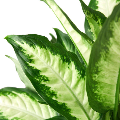 Dieffenbachia Camille Live Plant for Indoor | Different Houseplants in 4'' & 6'' Pot | Real House Plant for Living Room, Office, Desk & Bathroom | Cane | Camille