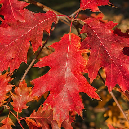 Northern Red Oak Tree, Vibrant Foliage, Deciduous, Tall, Acorn Producing, 5 gal, Nursery Pot (Due to Agricultural Laws, we Unable to Ship to CA, AZ, AK, or HI)