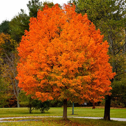 Sugar Maple Tree Seedlings for Planting | Live Tree Seedlings (3 Seedlings)