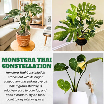 Constellation Monstera Plant Live, Variegated Thai Monstera Deliciosa, Variegated Leaves, Live Indoor Plant, 4–6 Inches Starter Plant for Indoor Houseplant