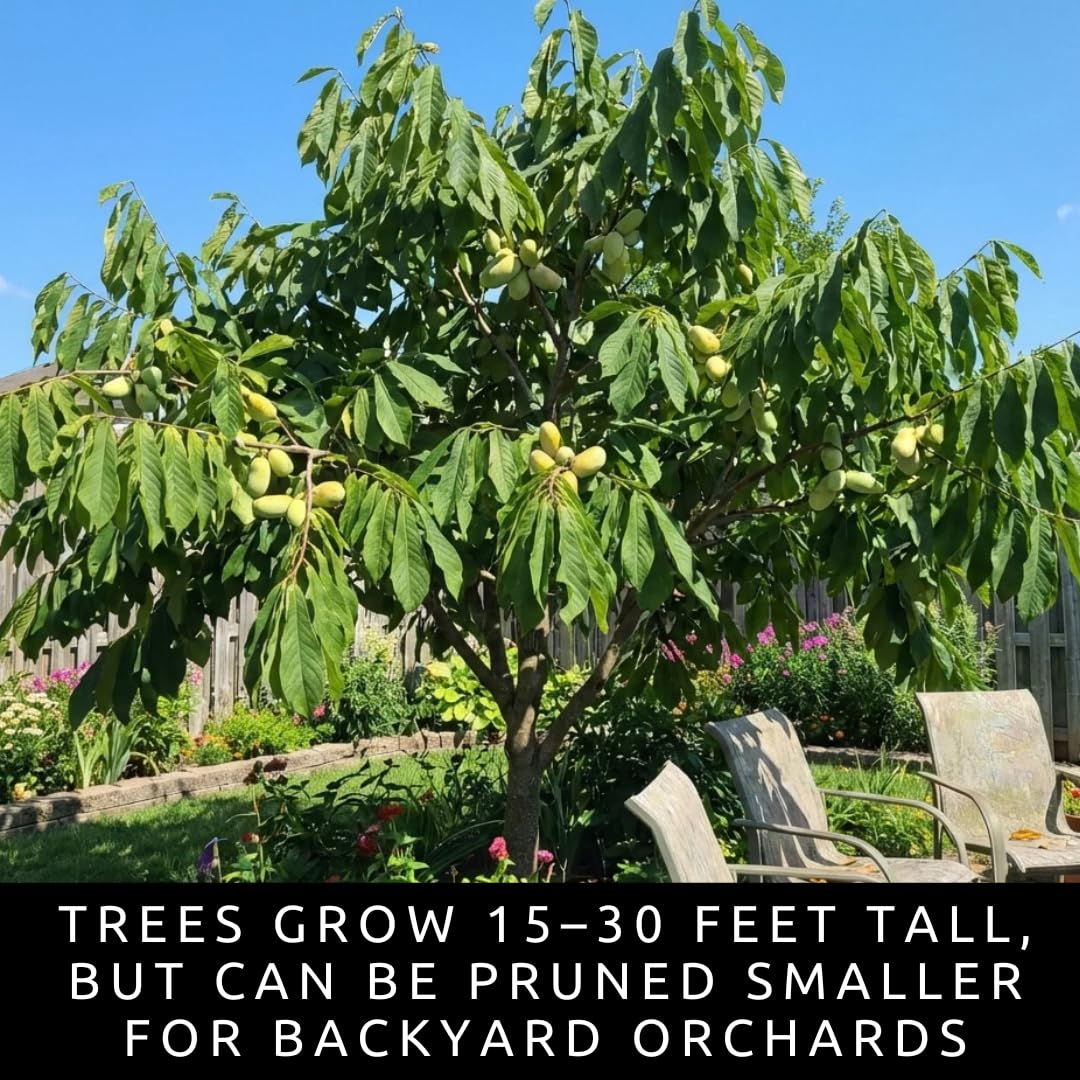 Pawpaw Tree Live Plants (Asimina triloba) – 1-2 Feet Tall Hardy Native Fruit Trees – Produces Delicious Tropical-Flavored Pawpaw Fruit – Fast Growing Backyard Orchard Plant (3 Trees)