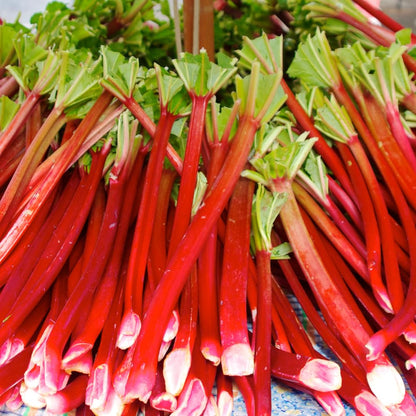 Rhubarb Plants Root for Planting, Hardy & Sweet Red Cherry Rhubarb, Large Crown 6–7 Inch, Easy to Grow for Beginners, Fast-Growing Perennial for Home Gardens