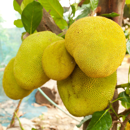 15 Jackfruit Seeds for Planting Home Garden, Tropical Jackfruit Tree Seeds to Grow