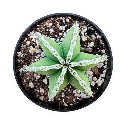 Sprout N Green Mexican Fence Post Cactus | Pachycereus marginatus, 4" to 6" High Live Cacti Plant, Office Home Décor, Keep Away from Pets