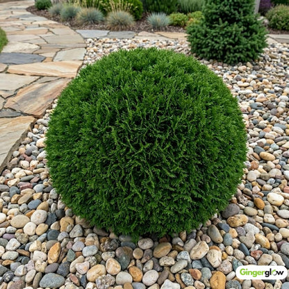 Mr Bowling Ball Live Shrub in Gallon Pot, 12-18 Inch Tall, Dwarf Arborvitae Shrub, Low Maintenance, Easy Care Evergreen Trees Live Plants for Garden Beds & Landscape