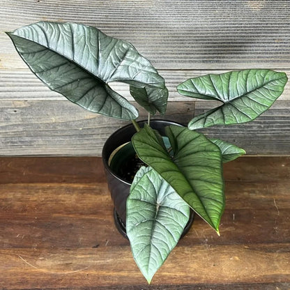 Alocasia Live Plant, Tropical Plant for Gift or Home Office Decor, Air Purifying, Rare Alocasia Plant Indoor from 2 to 4 Inches Tall (Silver)