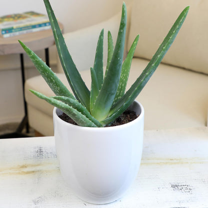 Aloe Vera Plant Live Succulent Plants (3 Pack), Live Aloe Vera Plant Succulents, Live Aloe Plant in Aloe Plant Pot, Aloe Plants Live Indoor Plants, Succulents Live House Plants by Plants for Pets