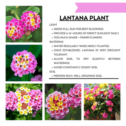 2 Lantana Plants Live, Lantanas Live Plants for Planting Indoor Outdoors, Perennial Flowers, 4-9 Inch Tall Well-Rooted (Pink Lantana)