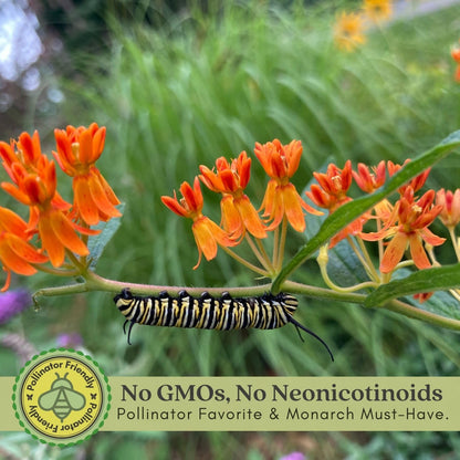 Clovers Garden Asclepias Tuberosa (Butterfly Milkweed) Plants – Two (2) Live Plants – Non-GMO - Not Seeds - Each 4" to 8" Tall – in 4" Inch Pots – Monarch Favorite, Super Hardy