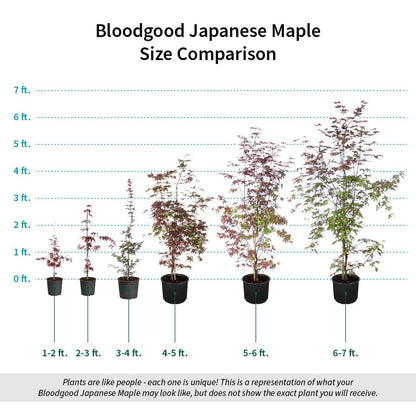Brighter Blooms - Bloodgood Japanese Maple Tree, 5-6 ft. - No Shipping to AZ