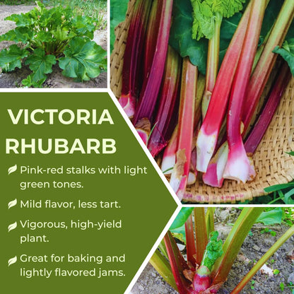 Common Rhubarb Plant Roots Live, 5 Large Rhubarb Plants Roots for Planting, Vegetable Plant for Gardening Indoor Outdoor