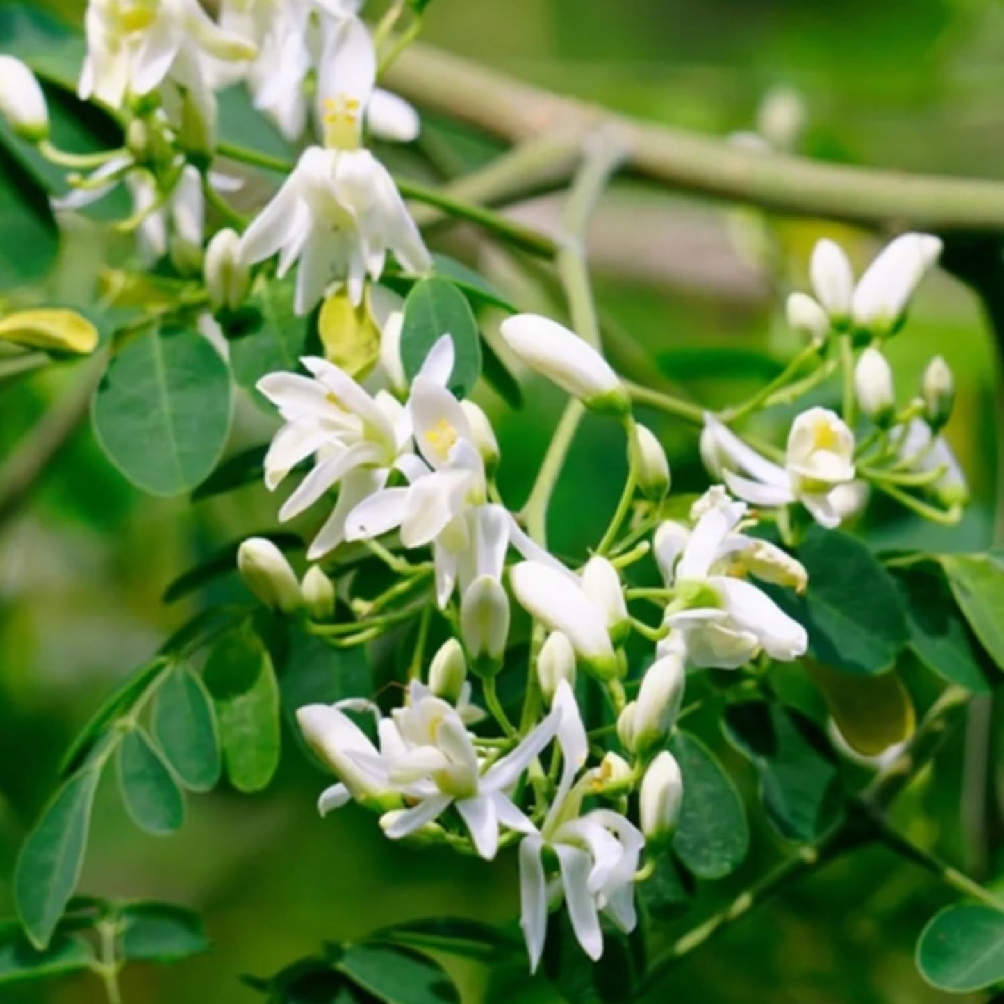 Moringa Plant Live in 4 Inch Pot, Hardy Perennial Moringa Oleifera Drumstick Tree Herb Plant
