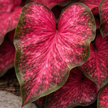 Scarlet Flame Caladium Bulbs for Planting - Red/Pink and Green Strap Leaf Caladium - Perennial Hosta, Elephant Ears, Fancy (6 Bulbs)
