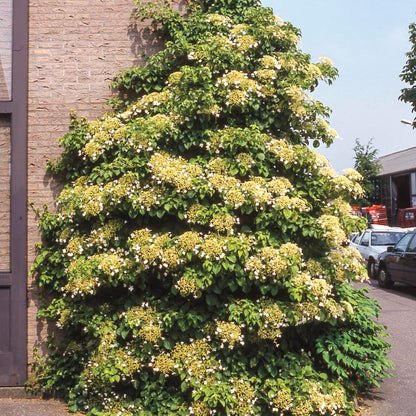 Petiolaris Climbing White Flowering Hydrangea Vine, Bare Root Starter Shrub - 1 Starter Plant per Offer