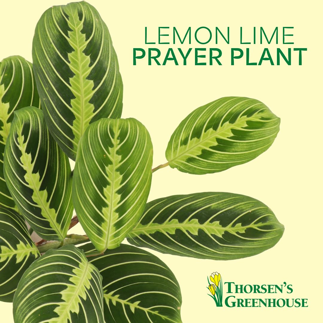 Thorsen's Greenhouse Lemon Lime Prayer Plant, Live Indoor Plant, Pet Friendly, Attractive Houseplant, Lemon Maranta, Natural Air Purifier, Easy to Grow, 4" Diameter Pot (Coffee)