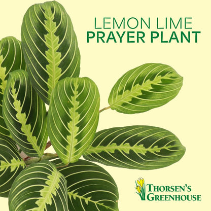 Thorsen's Greenhouse Lemon Lime Prayer Plant, Live Indoor Plant, Pet Friendly, Attractive Houseplant, Lemon Maranta, Easy to Grow, 4" Diameter Pot (Brushed Silver)