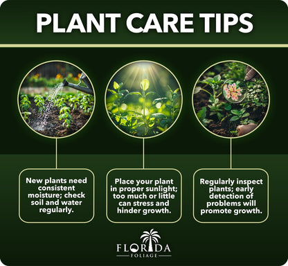 Ligustrum Japonicum Jack Frost Privet - 40 Live Plants - Variegated Evergreen Hedge
