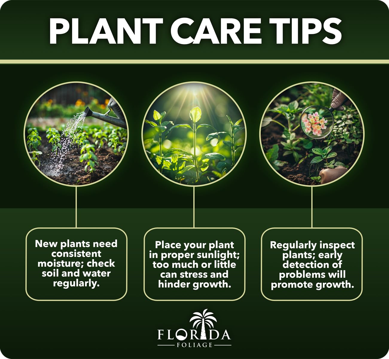 Loropetalum Razzleberry | 3 Live Plants | Loropetalum Chinense | Evergreen Shrub | Vibrant Pink Flowers | Fast Growing | Low Maintenance | Ornamental Bush | Outdoor Landscaping