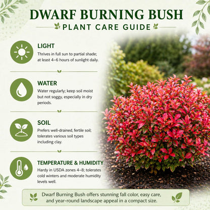 Dwarf Burning Bush Shrub Live Plant - Bare Root, Euonymus Alatus, Low Maintenance, Compact Dwarf Shrub with Brilliant Red Foliage for Garden & Landscape