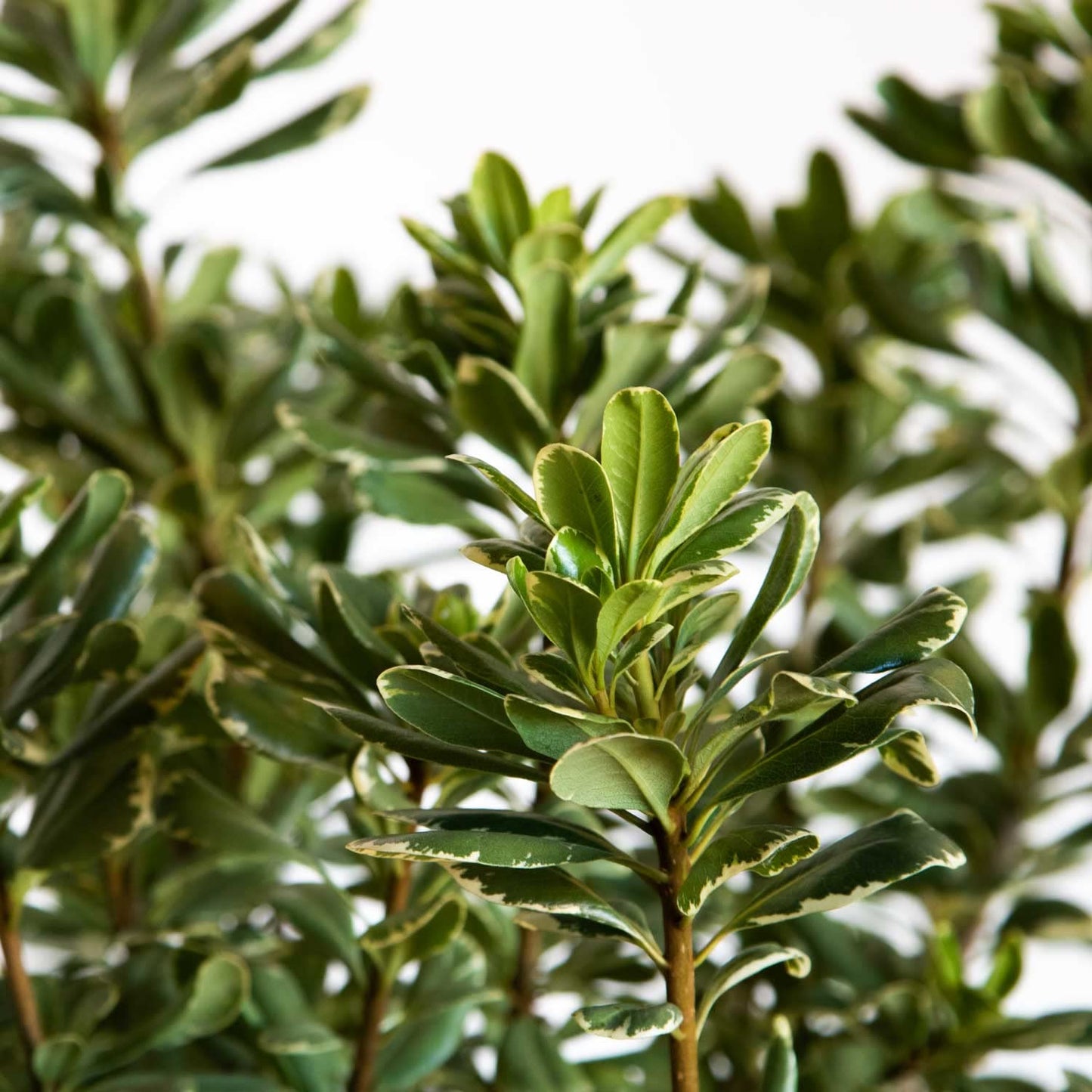Variegated Pittosporum 'Japanese Mock Orange' (2.5 Quart) Evergreen Shrub with Green and Cream-White Foliage - Part Sun Live Outdoor Plant