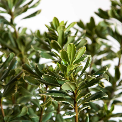 Variegated Pittosporum 'Japanese Mock Orange' (2.5 Gallon) Evergreen Shrub with Green and Cream-White Foliage - Part Sun Live Outdoor Plant