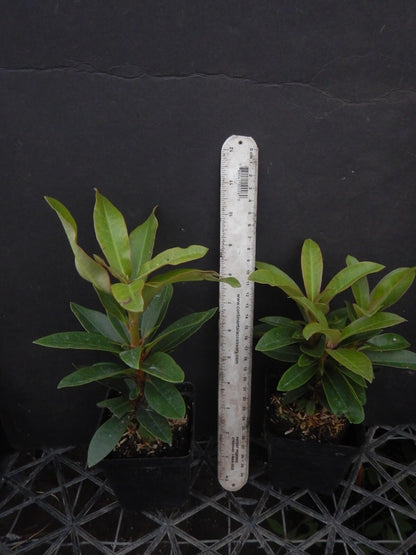 Live Plant - Honey BUTTERAzalea Rhododendron Deciduous Starter Planta Beautiful Color