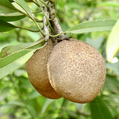 Chico Sapote Tree (Manilkara zapota) – Sapodilla Live Tropical Fruit Plant 1–2 ft Tall TropicalPlantae