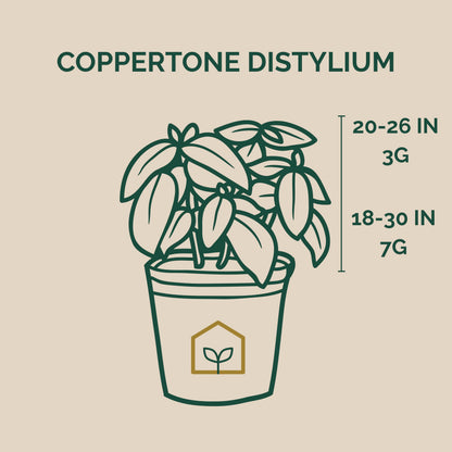 Coppertone Distylium 3-Gallon