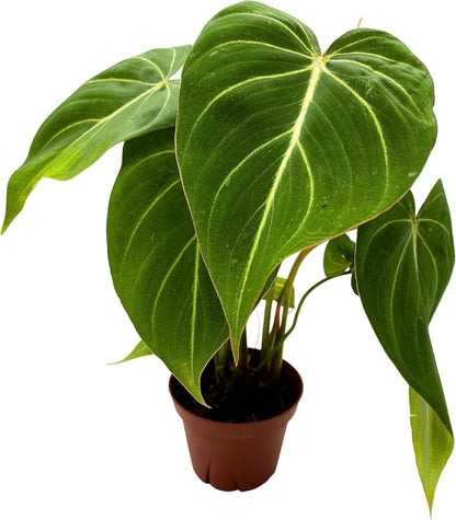 Philodendron Gloriosum 'Zebra | Live Plant for Indoor & Outdoor | for Living Room, Office, Bathroom | (4" Pot)