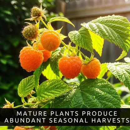 3 Golden Raspberry Plants – Live Fruit Bush (Rubus idaeus) – Sweet Yellow Heirloom Raspberries – High Yield Berry Plant for Outdoor Gardens - Easy to Grow Delicious Fruit