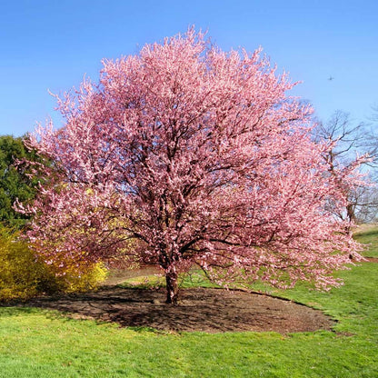 Cherry Blossom Tree Live Plant, 8-12" Tall, Ornamental Flowers for Outdoor Planting, in Pot (Double Pink Cherry)