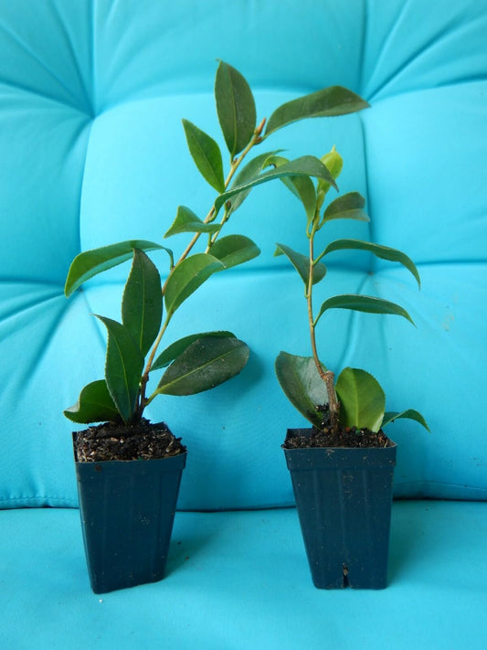Live Plant - Kramer'S Beauty Camellia Japonica-Live Starter Plant
