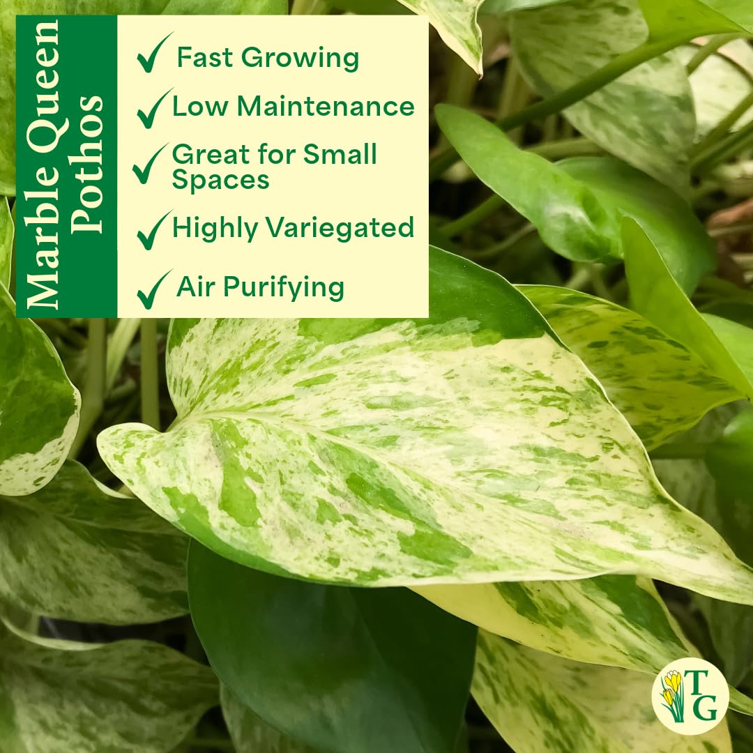 Thorsen's Greenhouse Marble Queen Pothos, Live Indoor Plant, Easy to Grow, Rare Variegated Houseplant, Natural Air Purifier, 4-inch Diameter Pot (White)