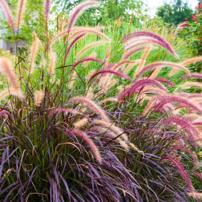 2 Red Fountain Grass Plants Live, Deep Burgundy Ornamental Grass Live Plants for Planting, 4-7" Tall, Well Rooted